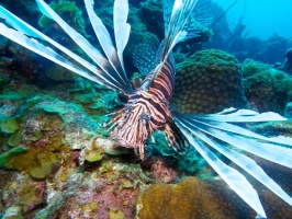 Lionfish IMG 5965